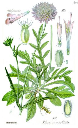 Illustration_Knautia_arvensis0_cleaned.jpg