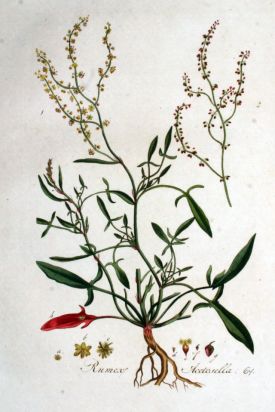 Rumex_acetosella_—_Flora_Batava_—_Volume_v1.jpg