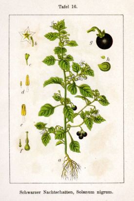 Solanum_nigrum_Sturm16.jpg