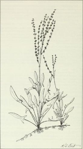 Budd's_flora_of_the_Canadian_Prairie_Provinces_(1987)_(20420125725).jpg