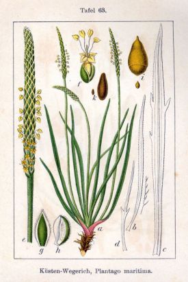 Plantago_maritima_Sturm63.jpg