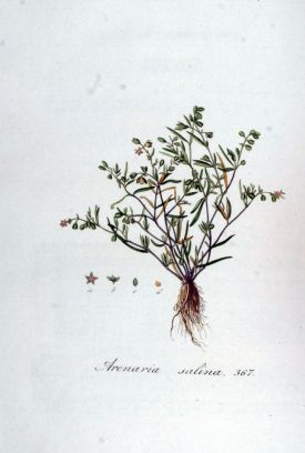 Arenaria_salina_—_Flora_Batava_—_Volume_v5.jpg