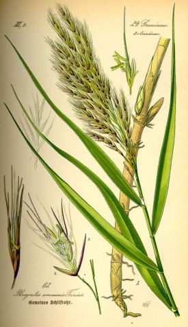 Illustration_Phragmites_australis0.jpg