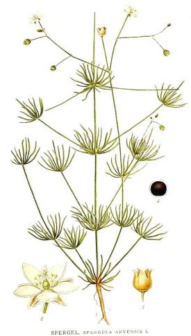 348_Spergula_arvensis.jpg