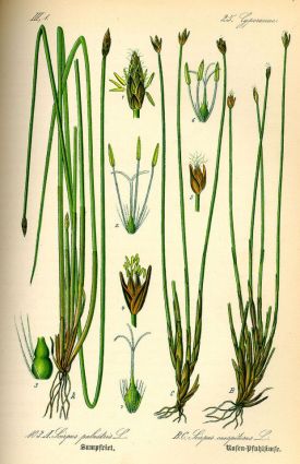 800px-Illustration_Eleocharis_palustris0.jpg