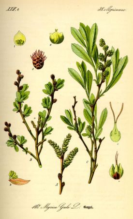 Illustration_Myrica_gale0.jpg