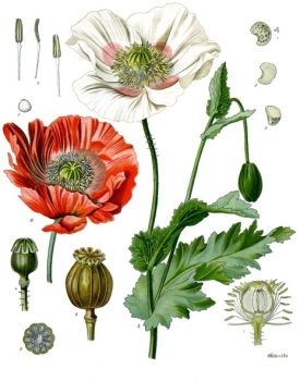 Papaver_somniferum_-_Köhler–s_Medizinal-Pflanzen-102.jpg