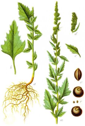 Chenopodium_album_Sturm27.jpg