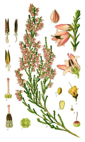 Illustration_Calluna_vulgaris0.jpg