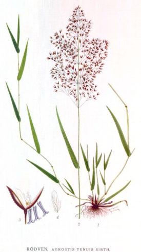 Agrostis_tenuis_a.jpg